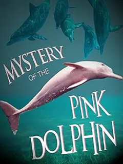 免费在线观看《粉色海豚之谜》