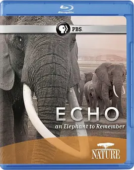 免费在线观看《大象"回声"的回忆》