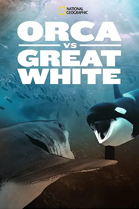 免费在线观看《虎鲸vs.大白鲨》