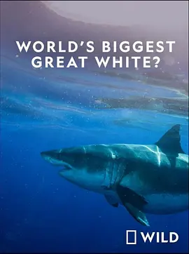 免费在线观看《Worlds Biggest Great White Shark》