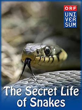 免费在线观看《蛇的秘密生活》