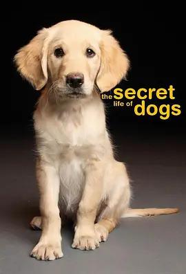 免费在线观看《狗的秘密生活》