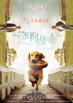 免费在线观看《一条狗的使命》