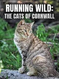 免费在线观看《Running Wild: The Cats of Cornwall 2020》