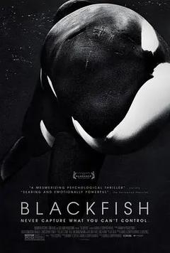 免费在线观看《黑鲸 2013》
