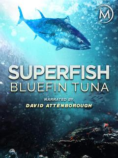 免费在线观看《超级鱼类：蓝鳍金枪鱼》