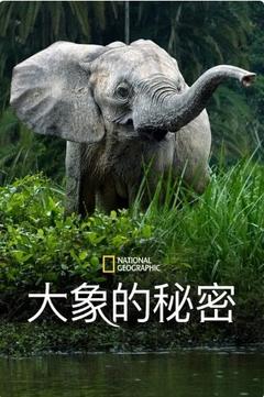 免费在线观看完整版欧美剧《Secrets of the Elephants 第一季 2023》