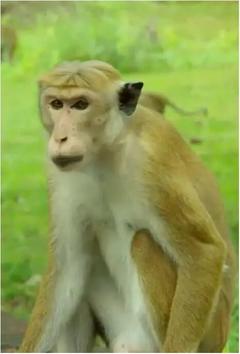 免费在线观看《猴群中的生活》