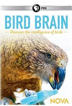免费在线观看《揭秘鸟类大脑》