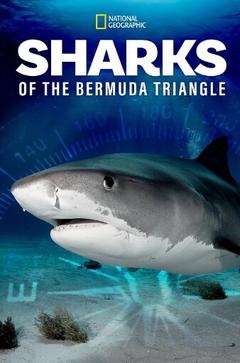 免费在线观看《百慕大三角：鯊魚》