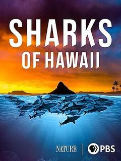 免费在线观看《夏威夷的鲨鱼》